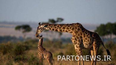 Death of giraffes in Safadasht zoo