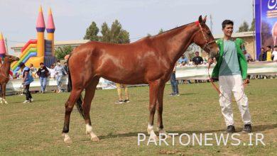 The horse is an inseparable animal from the culture of the Turkmens of Iran