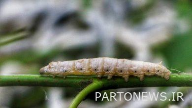 وكالة مهر للأنباء: "طريق الحرير" سيعرض الليلة / الصناعة التي جذبت ماركو بولو | إيران وأخبار العالم