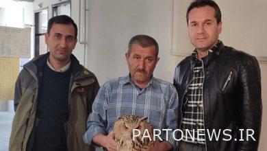 تسليم بومة ملك من قبل محب للحيوان إلى البيئة