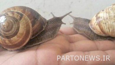 بلدي الفارسية يجب إصدار رخصة إنتاج وتصدير الحلزون