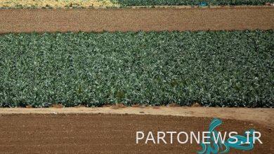 مشاهدة الزراعة الحديثة قرب العاصمة - وكالة مهر للأنباء  إيران وأخبار العالم