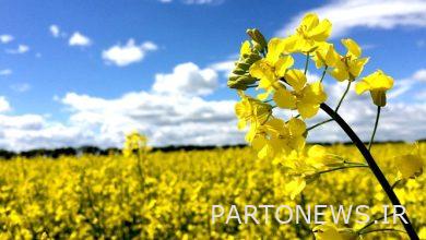 The four important steps of the government in the agricultural sector / how the market of agricultural products and basic goods is stabilized