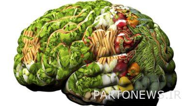 These foods make you smart