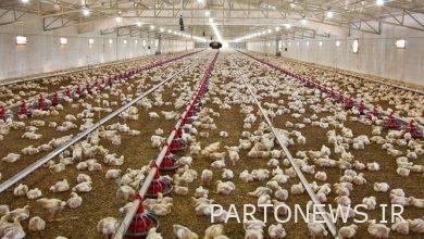 قلة وازدواج سعر الدجاج في السوق / ما هي أدوات الحكومة لخفض سعر الدجاج؟