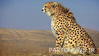 Iranian green leopard from the camera's view