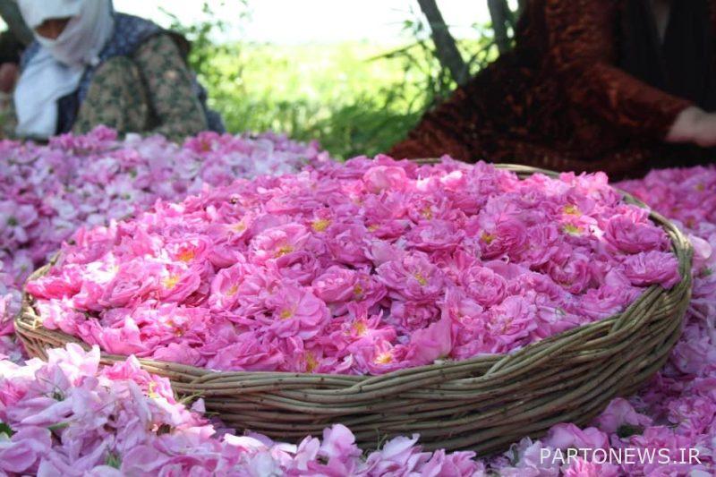 %name Iran's small share of the world trade of roses