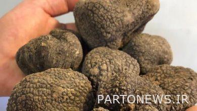 Three cars carrying truffle mushrooms were confiscated