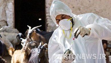 تطعيم 1.5 مليون رأس من الماشية في المناطق المحرومة