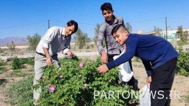 Cultivation of 600 kg of roses in the courtyard of the boarding school