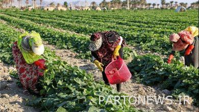 Get "Nashan Abadi" from the radio / Villagers' income generation program - Mehr News Agency Iran and world's news