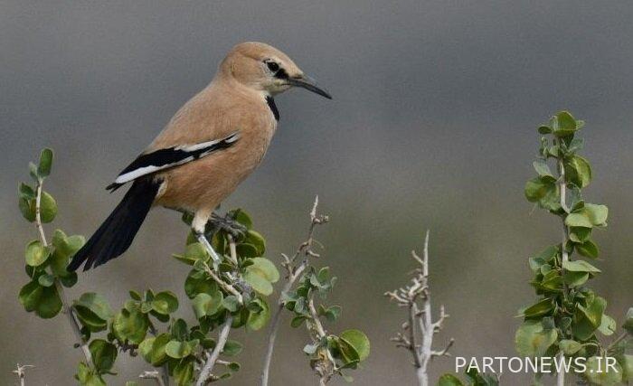 بلد زغبور 1 ، يستضيف 540 نوعًا من الطيور ؛  الغراب هو نوع فريد من نوعه في إيران