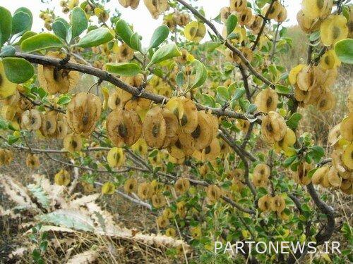 تستضيف بلدة زغبور 540 نوعًا من الطيور ؛  الغراب هو نوع فريد من نوعه في إيران