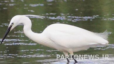 A small egret returned to nature in Garme city +film