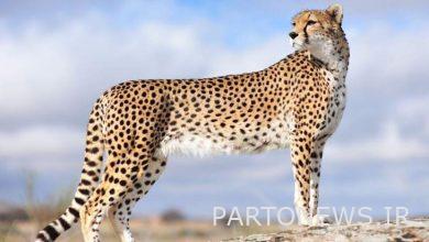 "إيران" ليست حامل