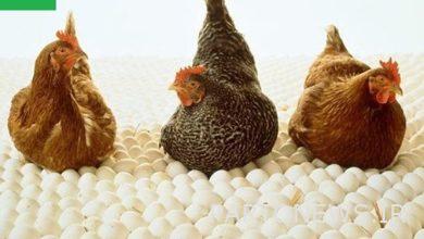 Import of fertilized eggs of broiler chickens, Keyhard+Sandah
