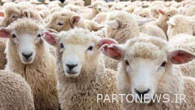 The list of 21 sacrificial sheep supply centers was announced
