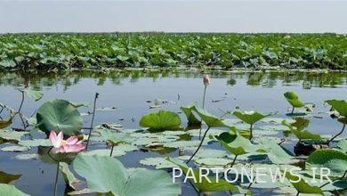 مشاركة الجميع ضرورية لتنظيف صفير الماء بالكامل من فيديو Anzali International Wetland +