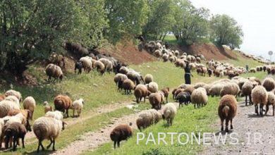 الصراع بين الماشية الداجنة والحياة البرية + فيلم