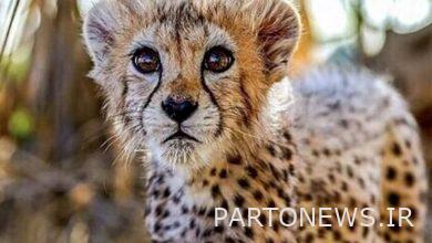 وكالة أنباء مهر | إيران وأخبار العالم