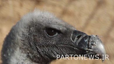 Successful white-backed vulture beak transplant