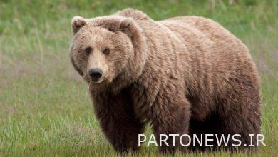 The risk of extinction of the Iranian bear due to human interference/certain statistics of the few remaining species of bears are not available!
