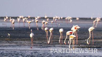 The presence of more than 30,000 flamingos in the satellite wetlands of Urmia Lake