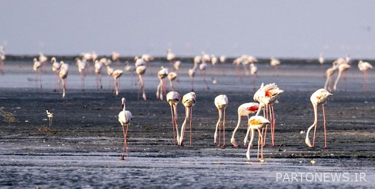 The presence of more than 30,000 flamingos in the satellite wetlands of Urmia Lake