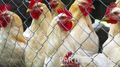 The decrease in the price of chicken depends on the acceleration of the Ministry of Jihad in providing inputs