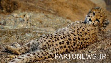 The bitter story of the death of cheetahs in the last decade/ Should the cheetah corridor be changed?