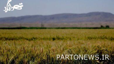 "Tehrangard" goes to "knowledge-based agriculture" - Mehr news agency  Iran and world's news