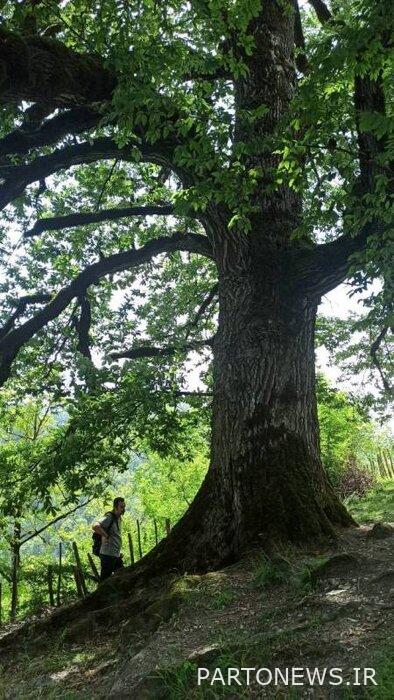 The Hyrcanian forests are a museum for the world's million-year-olds