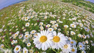 The white skirt of camomile flowers in Fandkhlovi plain