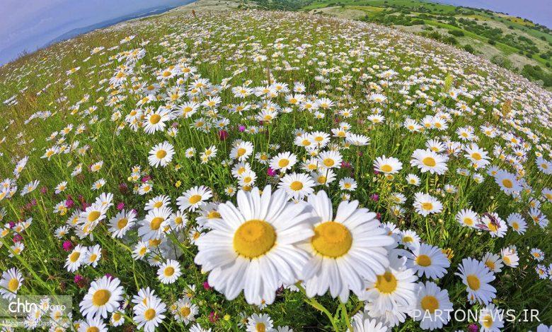 The white skirt of camomile flowers in Fandkhlovi plain