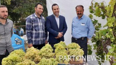 Opening of the fifth grape festival in Khandab city