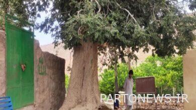 عملية إحياء شجرة الوسم القديمة بقرية روبس هفتاد مولا