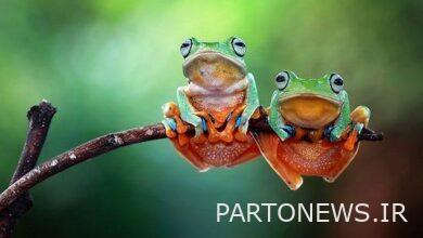 Amphibians are in danger of extinction