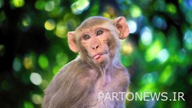 Common diseases of humans and rhesus monkeys cannot be prevented / which animals are suitable for keeping at home?