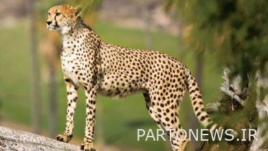 تصاویر دیدنی از یوزپلنگهای ایرانی در توران + فیلم
