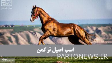 Purebred Turkmen horse - Arya Heritage News Agency