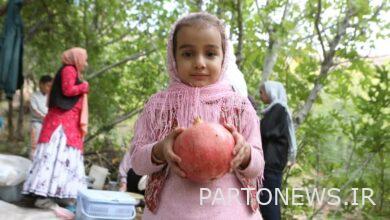 A lot of red rubies in tourists' baskets/ 3,000-year tradition of Chinese pomegranates in Gilan