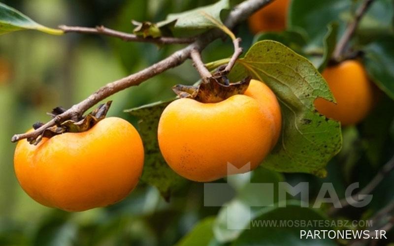 The best dates in Cannes