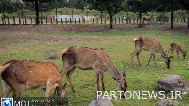 تدمير الموائل هو التهديد الرئيسي للحياة البرية