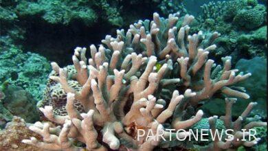 ترميم 70% من الشعاب المرجانية في خليج تشابهار / زراعة أكثر من 2000 شتلة مرجانية في أحواض صناعية بخليج تشابهار