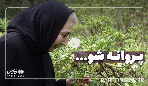 فيلم |  رواية المجتمع الفني عن فن بارفانيه معصومي