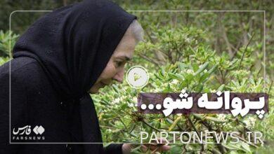 فيلم |  رواية المجتمع الفني عن فن بارفانيه معصومي