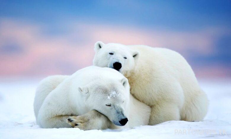 What is hibernation in animals?