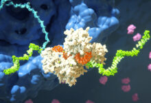 استفاده از RNAi از علم جالب به درمان های جدید تاثیرگذار |  اخبار MIT