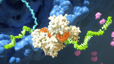 استفاده از RNAi از علم جالب به درمان های جدید تاثیرگذار | اخبار MIT