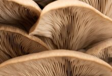 Mushroom gills are pictured in this close-up photograph.
